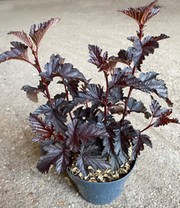 Physocarpus Fasanenspiere 'Panther®' im 2-Liter XL Topf