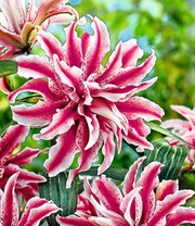 Riesen-Duftlilie 'Oriental Magic Star'