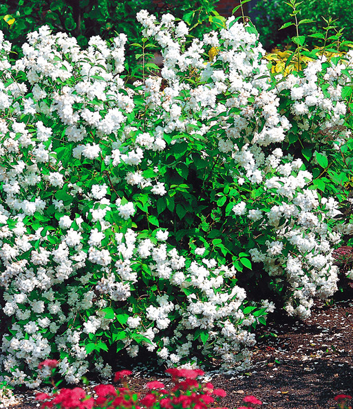 Garten-Jasmin 'Snow Goose'