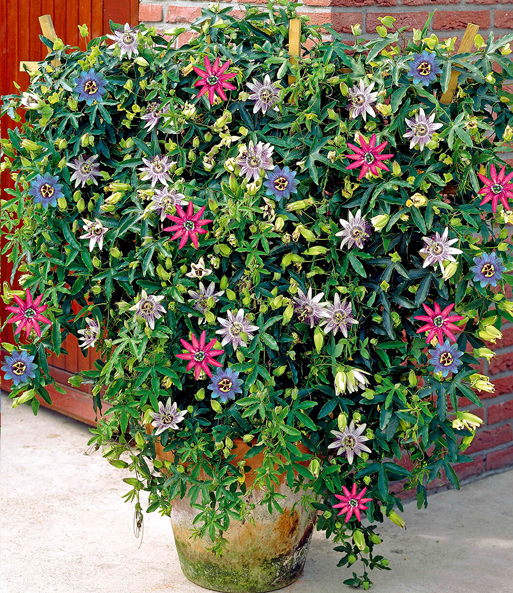 Das Passionsblumen-Trio „Exotic Flowers“ blüht auf einer Terrasse in einem Kübel. Nahaufnahmen der Blüten sind eingeblendet.