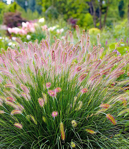Das Lampenputzergras „Hameln“ lässt seine rosa-pinken Wedel über dem Grün eines gepflegten Garten leuchten.