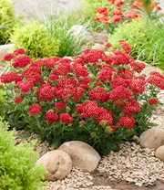 Achillea 'Short Red'