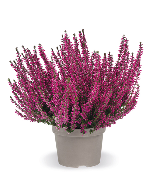 3er-Set Calluna Knospenheide 'Trio-Girls®', je im 12 cm-Topf