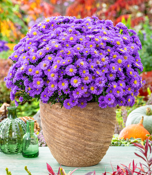 Herbstaster-Kollektion 'Alpha®', je im 12 cm-Topf