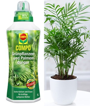 COMPO®  Palmendünger & Chamaedorea Palme ca. 30 cm hoch