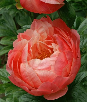 Päonie 'Coral Charm'