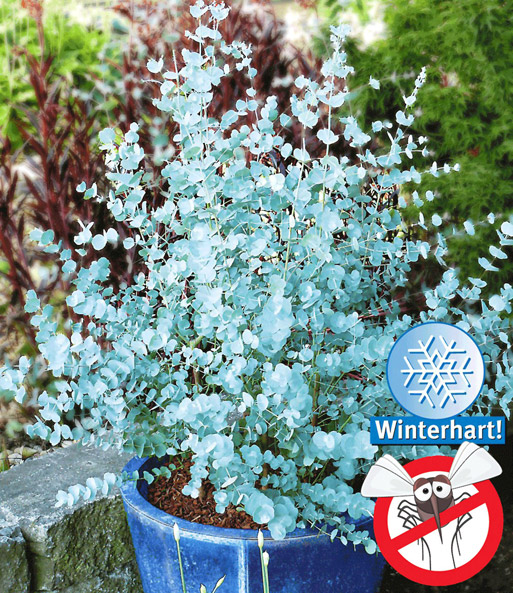 Winterharter Eukalyptus im 1,5-Liter XL-Topf