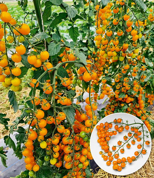 Snack-Tomate 'Perlino gelb'