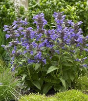 Staudenbeet 'Blooms for Months'