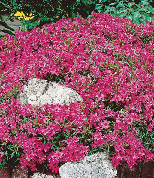 Roter Teppich-Phlox 25 Stk.