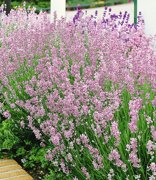 Der Duft-Lavendel „Rosa“ erblüht in seiner einzigartigen Farbe in einem mit Steinen eingefassten Beet.
