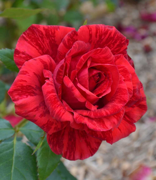 Edel-Rose 'Red Intuition®'