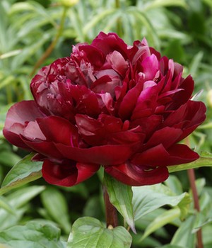 Päonie 'Armani'