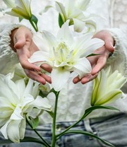 Duft-Lilien 'Lotus Mix'