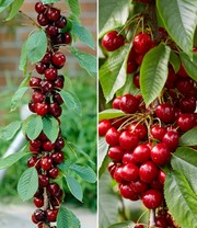 Säulen-Kirschen 'Sylvia® & Helena®'