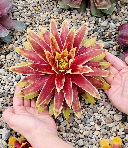 Die Sempervivum Giants „Gold Mine“ wurde in einen Steingarten gepflanzt. Ihre Blüte ist etwa drei bis vier Hände breit.