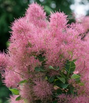 Perückenstrauch Cotinus 'Smokey Joe®'