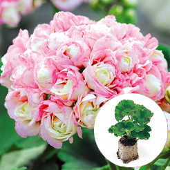Sommerblumen Jungpflanzen A-Z