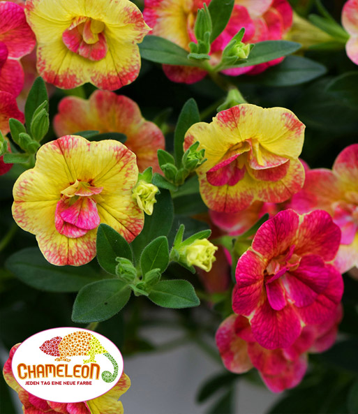 Zauberglöckchen 'Chameleon® Double Pink-Yellow'