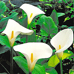 Calla
