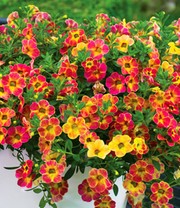 Zauberglöckchen Petunie 'Chameleon Atomic Orange'