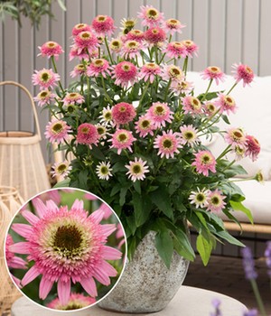 Echinacea 'Butterfly Kisses®'