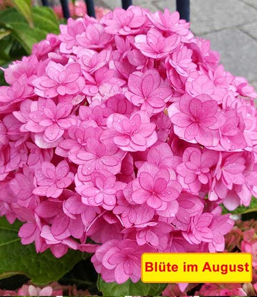 5-Stufen Hortensie 'Together®'