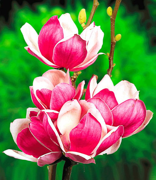 Magnolie 'Satisfaction'