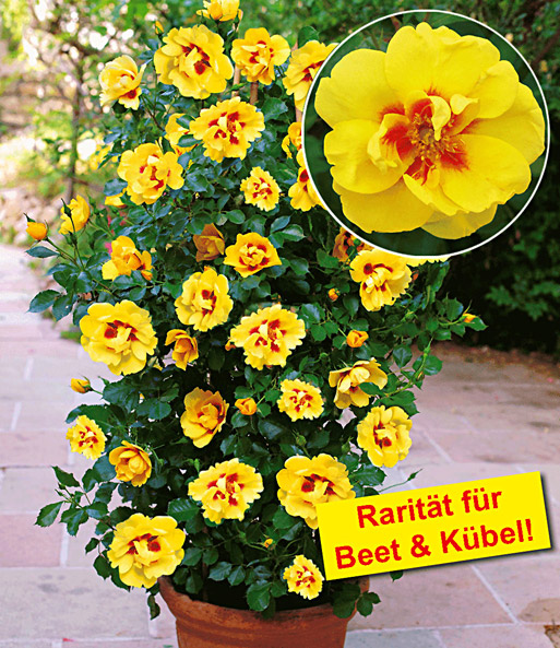 Rosen Raritat Eyeconic Top Qualitat Online Kaufen Baldur Garten