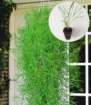 Hängender Bambus 'Green Twist®'