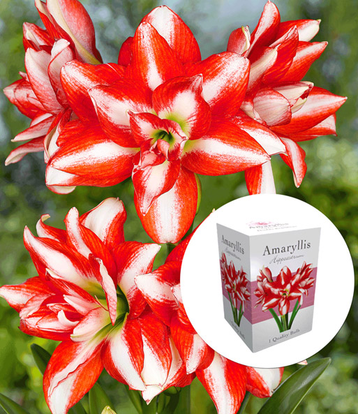 Gefüllte Amaryllis 'Double Red-White' mit Geschenkbox