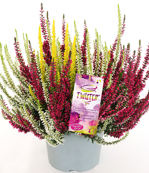 Calluna Knospenheide 'Colour Twister®' im 17 cm XXL-Topf
