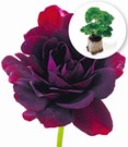 Hänge-Geranien 'Royal Night®'
