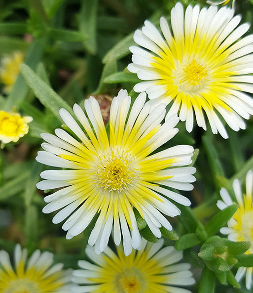 Nahaufnahme der pink-weißen Blüten des winterharten Eisblumen 'Summer Mix'. Nur die Blütenmitte ist weiß gefärbt.