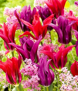 Tulpen-Mix 'Purple Doll & Minuet'