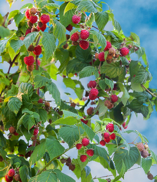 Balkon-Himbeere 'Maddalena®'
