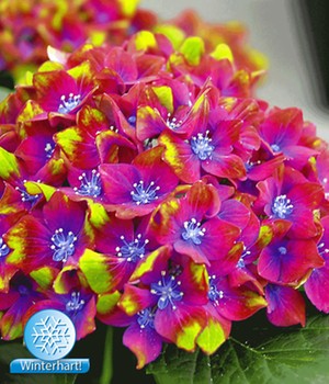Freiland-Hortensie 'SAXON®' Schloss Wackerbarth
