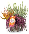 Calluna Knospenheide 'Burning Up Down Girl®', 15 cm-Topf
