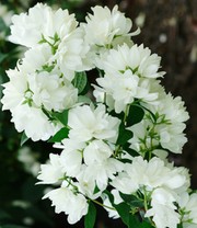 Bauern-Jasmin