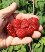 Riesenhimbeere Primeberry® Autumn Happy®
