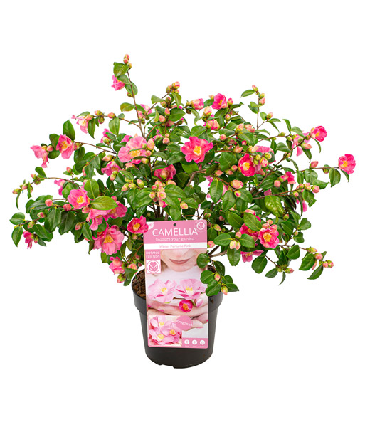 Duft-Kamelie 'Winter Perfume Pink'