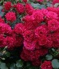 Bodendecker-Rose 'Gärtnerfreude®'