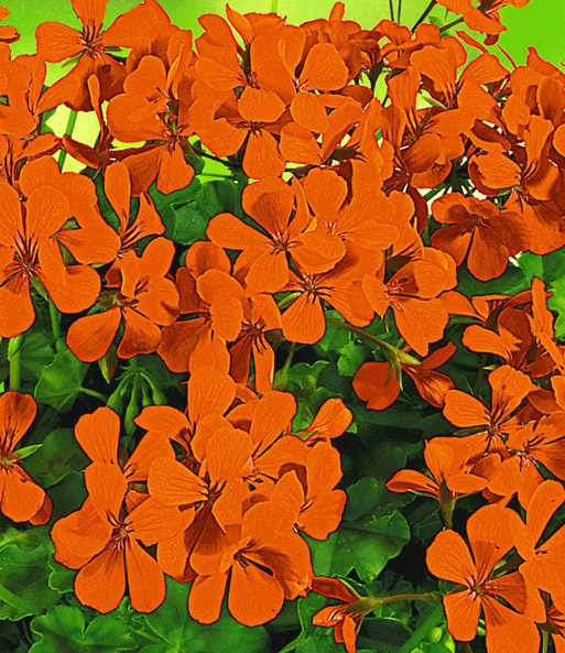 Hänge-Geranie Villetta® 'Orange'