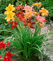 Hemerocallis-Mix 'Farben des Sommers'