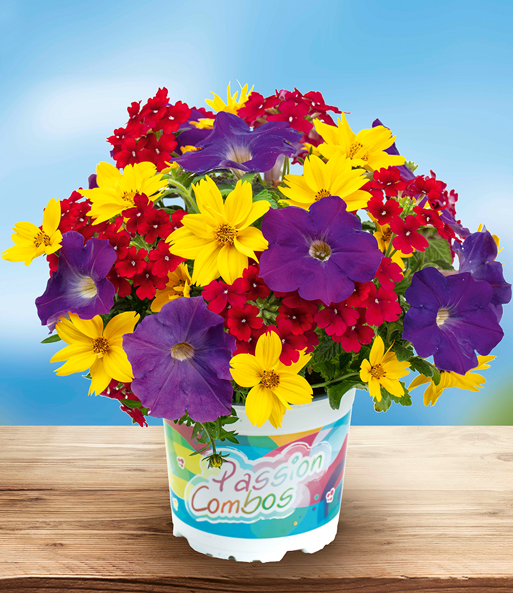 Sommerblumen-Mix 'Circus'