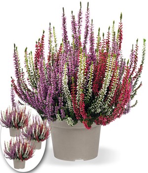 3er-Set Calluna Knospenheide 'Gardengirls®' Tricolor, je im 13 cm-Topf