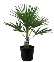 Winterharte Kübel-Palme im 19 cm Topf