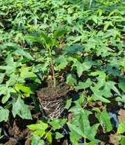Papaya 'Sunnybees®'