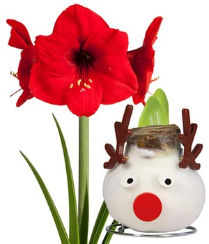 XL Wachs-Amaryllis 'X-mas' Rentier