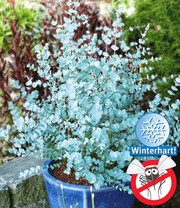 Winterharter Eukalyptus 'Azura®'